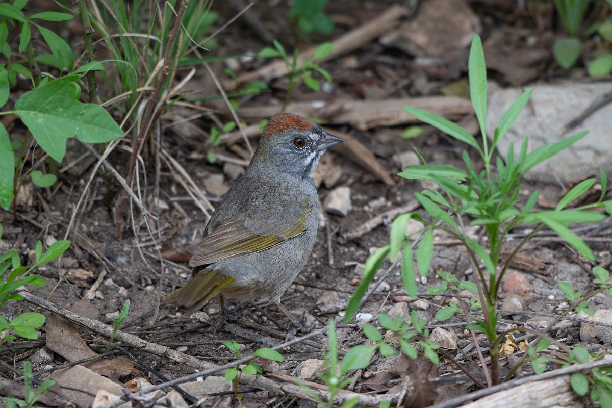 DPPhotography - Texas - Green-tailed towhee - I.jpg - Green-tailed towhee - Balcones State Park, Texas