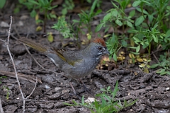 DPPhotography - Texas - Green-tailed towhee - A