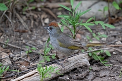 DPPhotography - Texas - Green-tailed towhee - D