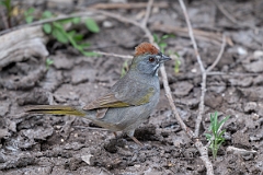 DPPhotography - Texas - Green-tailed towhee - F