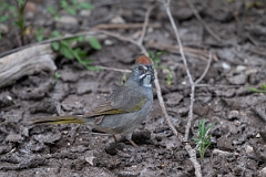 DPPhotography - Texas - Green-tailed towhee - G