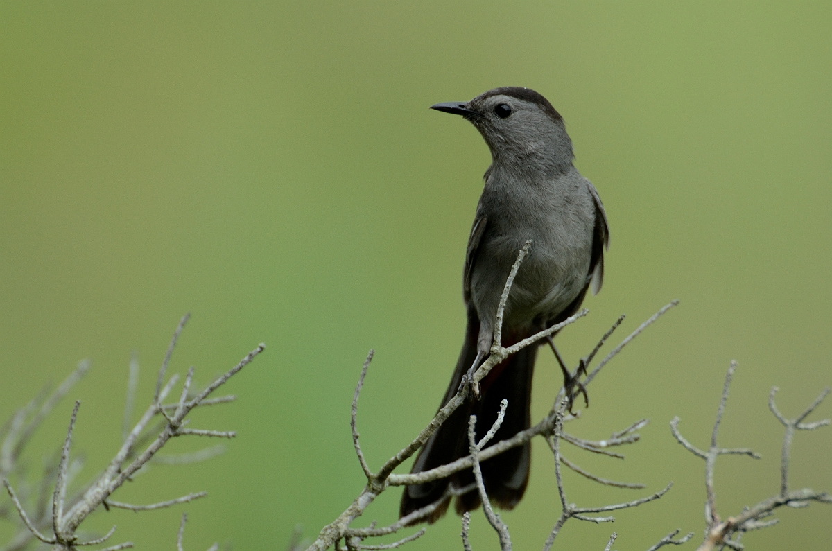 David Plant Photography - Wildlife Photography - Gray catbird - A.jpg - Grey catbird - Plum Island, MA