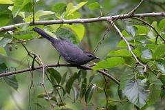 DPPhotography - Texas - Grey catbird - A