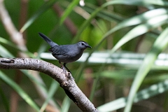 DPPhotography - Texas - Grey catbird - B
