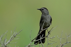 David Plant Photography - Wildlife Photography - Gray catbird - A