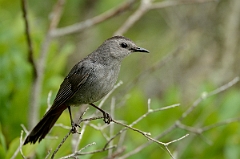 David Plant Photography - Wildlife Photography - Gray catbird - B