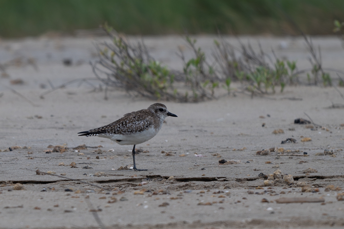 DPPhotography - Texas - Grey plover - A.jpg - Grey plover - High Island Beach, Texas