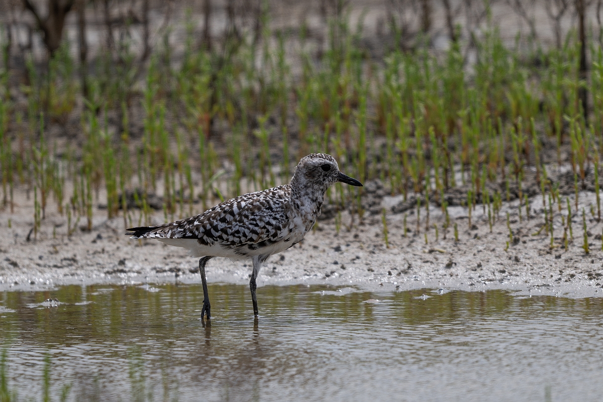 DPPhotography - Texas - Grey plover - B.jpg - Grey plover - Redfish Bay Causeway, Texas