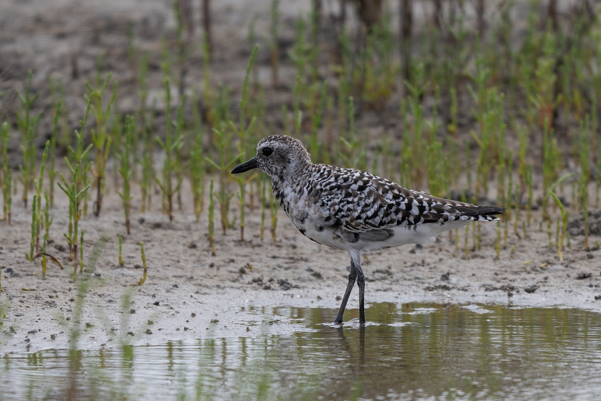 DPPhotography - Texas - Grey plover - C.jpg - Grey plover - Redfish Bay Causeway, Texas