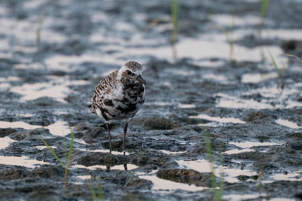 DPPhotography - Texas - Grey plover - D.jpg - Grey plover - Rollover Pass, Bolivar Peninsula, Texas