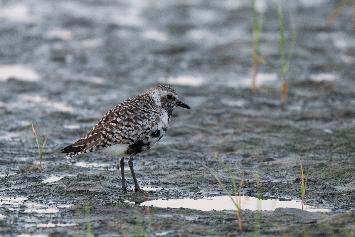 DPPhotography - Texas - Grey plover - E.jpg - Grey plover - Rollover Pass, Bolivar Peninsula, Texas
