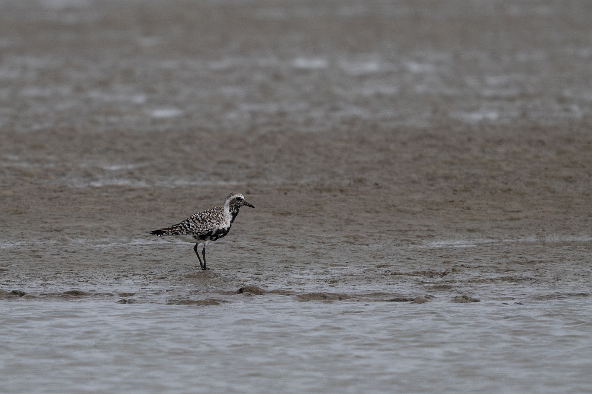 DPPhotography - Texas - Grey plover - F.jpg - Grey plover - Rollover Pass, Bolivar Peninsula, Texas