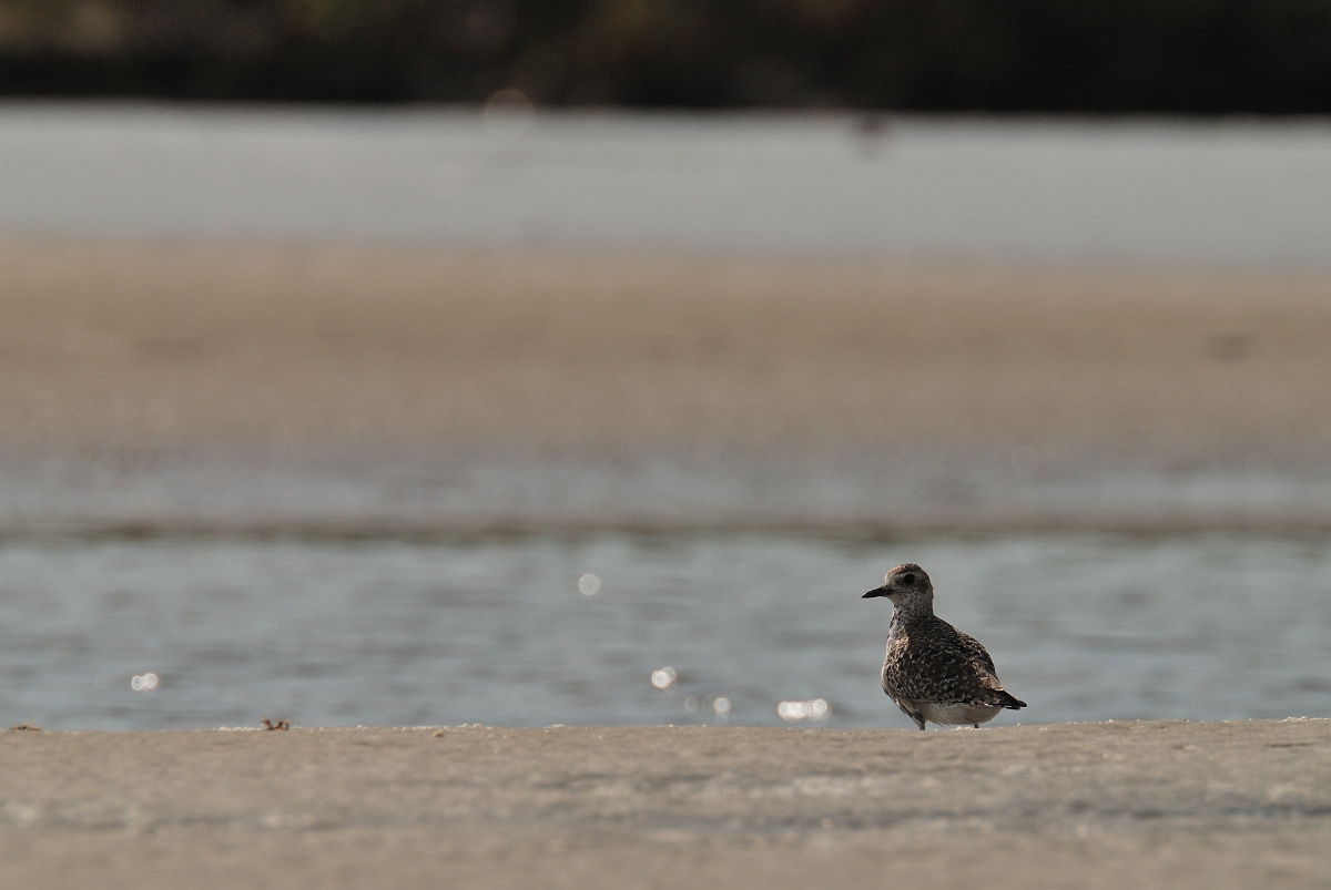 David Plant Photography - Wildlife Photographer - Black-bellied plover - A.jpg - Black-bellied plover - Wells Esturaine Reserve, ME