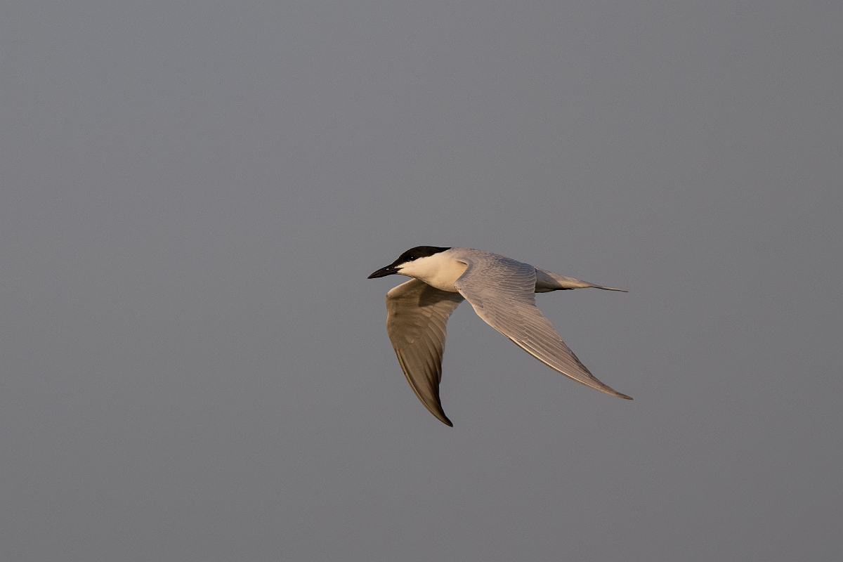 DPPhotography - Texas - Gull-billed tern - B.jpg - Gull-billed tern - Goose Island, Texas