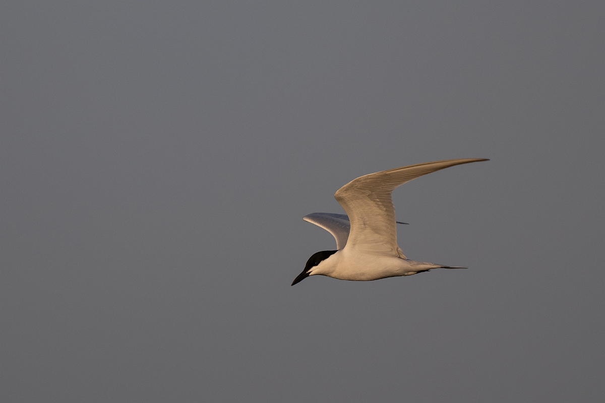 DPPhotography - Texas - Gull-billed tern - C.jpg - Gull-billed tern - Goose Island, Texas
