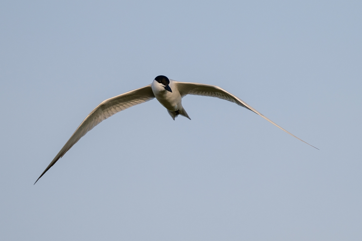 DPPhotography - Texas - Gull-billed tern - F.jpg - Gull-billed tern - Goose Island, Texas