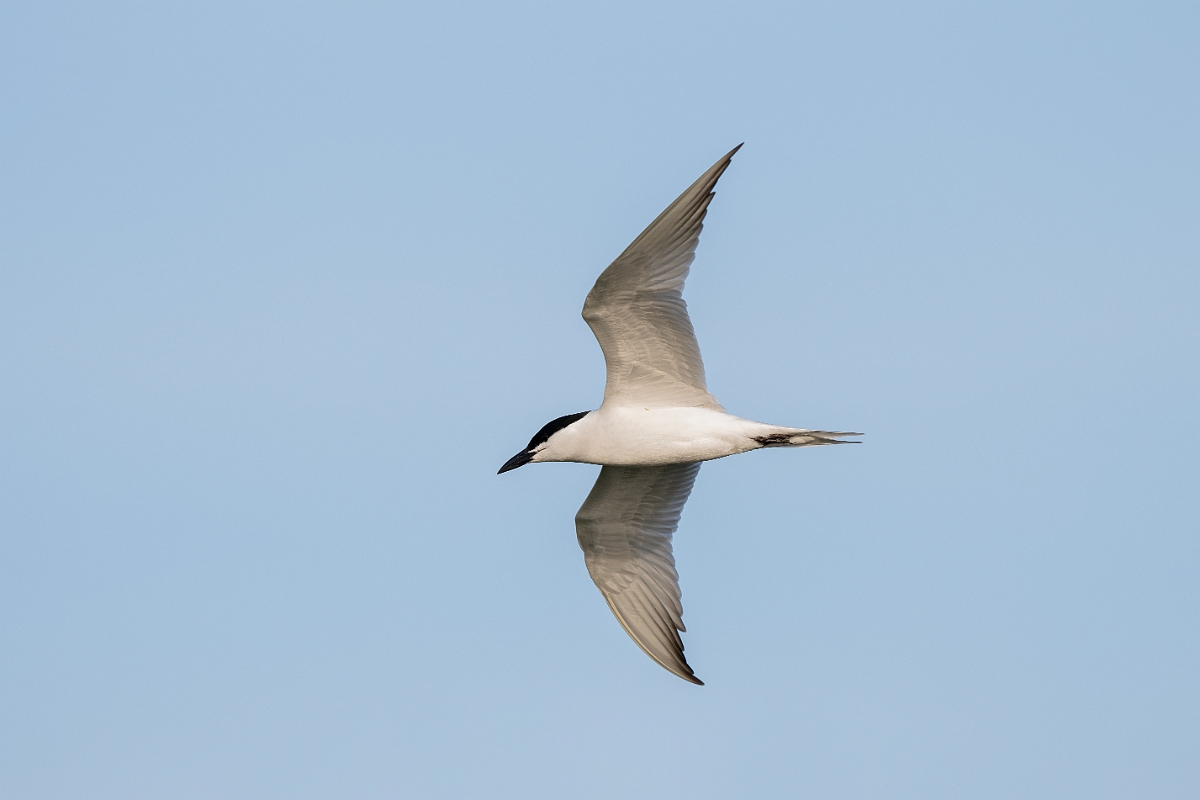 DPPhotography - Texas - Gull-billed tern - G.jpg - Gull-billed tern - Goose Island, Texas