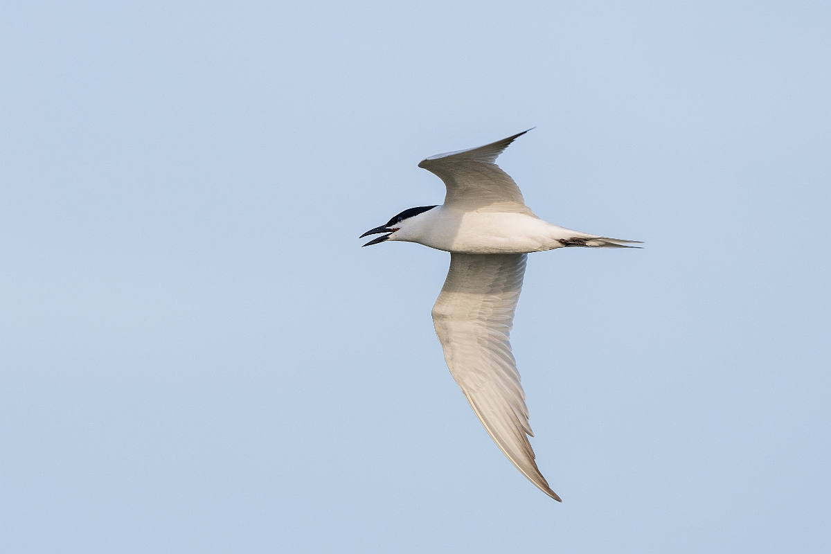 DPPhotography - Texas - Gull-billed tern - H.jpg - Gull-billed tern - Goose Island, Texas