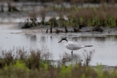DPPhotography - Texas - Gull-billed tern - A