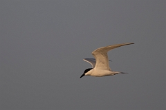 DPPhotography - Texas - Gull-billed tern - C
