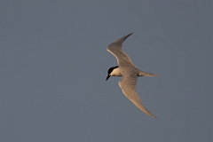 DPPhotography - Texas - Gull-billed tern - D