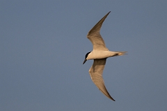 DPPhotography - Texas - Gull-billed tern - E