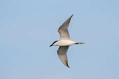 DPPhotography - Texas - Gull-billed tern - G