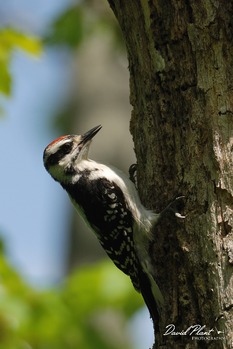David Plant Photography - Wildlife Photographer - Hairy woodpecker - A.jpg - Hairy woodpecker juvenile male - Brownfield Bog, ME