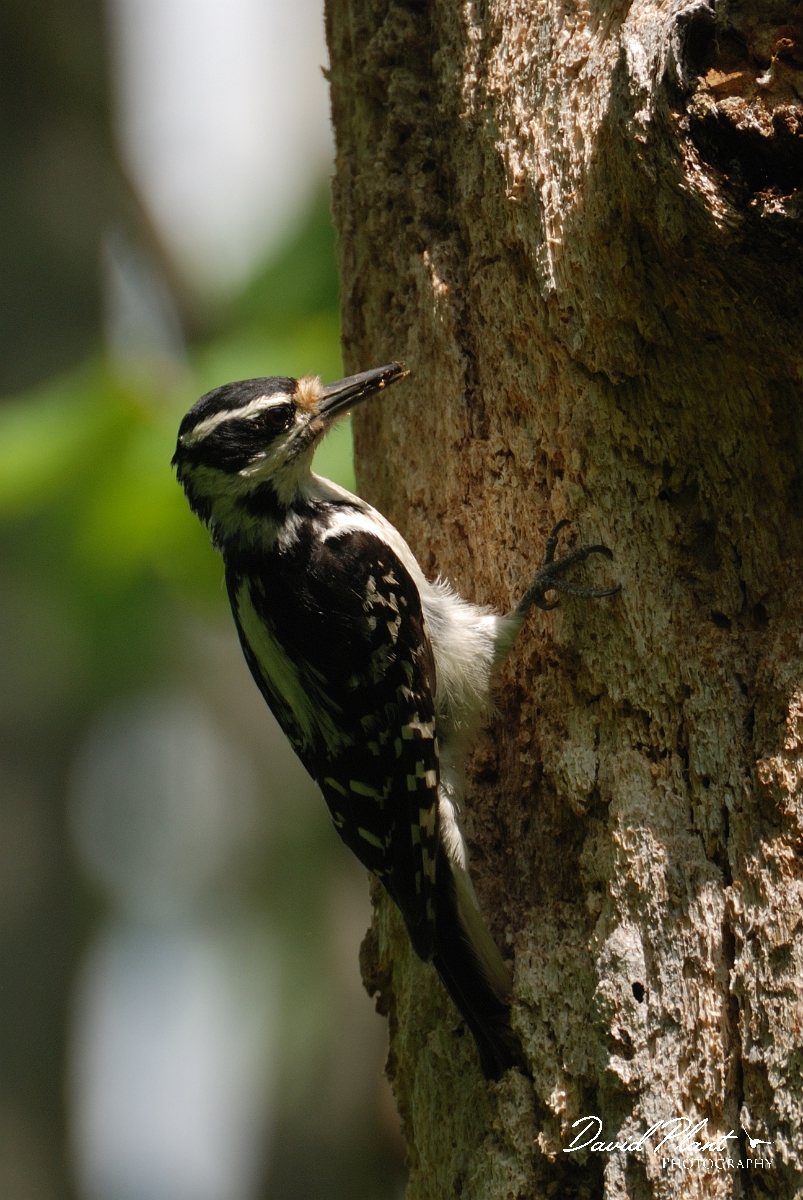 David Plant Photography - Wildlife Photographer - Hairy woodpecker - B.jpg - Hairy woodpecker female - Brownfield Bog, ME