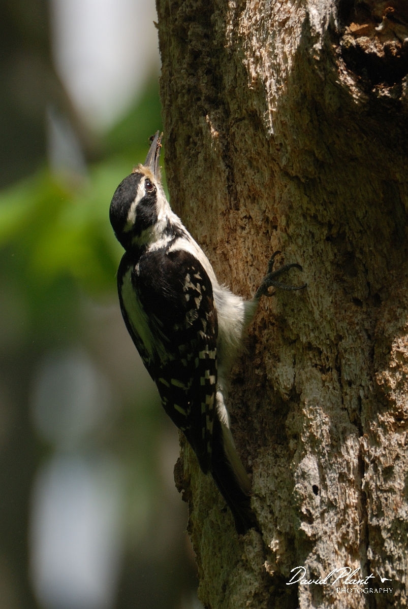 David Plant Photography - Wildlife Photographer - Hairy woodpecker - C.jpg - Hairy woodpecker female - Brownfield Bog, ME