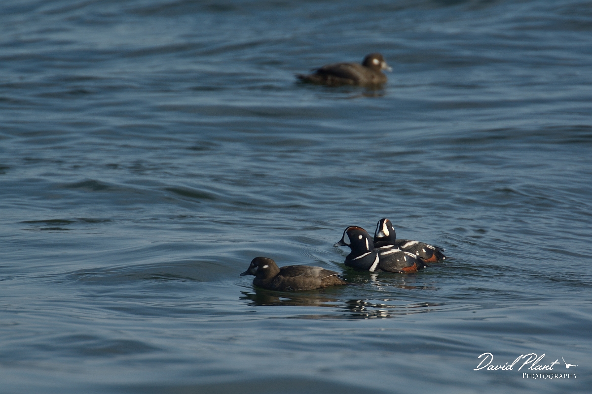 David Plant Photography - Wildlife Photography - Harlequin duck - A.jpg - Harlequin duck - Halibut Point, MA