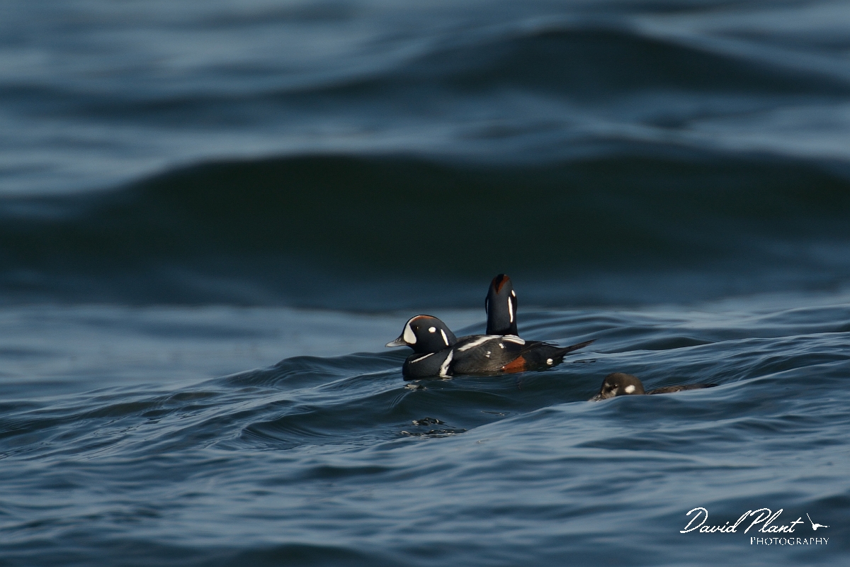 David Plant Photography - Wildlife Photography - Harlequin duck - B.jpg - Harlequin duck - Halibut Point, MA