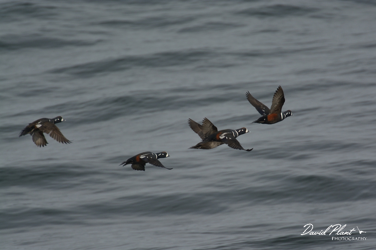 David Plant Photography - Wildlife Photography - Harlequin duck - C.jpg - Harlequin duck - Halibut Point, MA