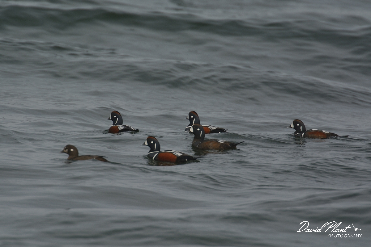 David Plant Photography - Wildlife Photography - Harlequin duck - D.jpg - Harlequin duck - Halibut Point, MA