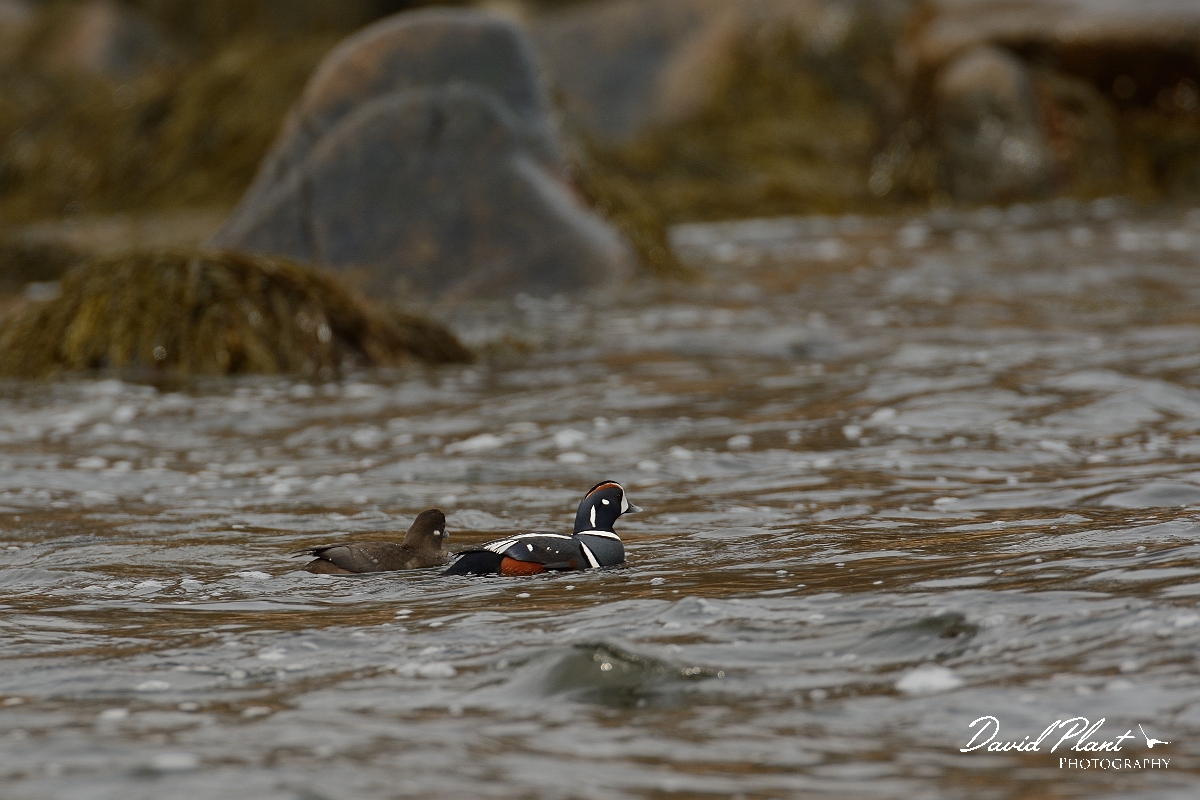 David Plant Photography - Wildlife Photography - Harlequin duck - E.jpg - Harlequin duck - Halibut Point, MA
