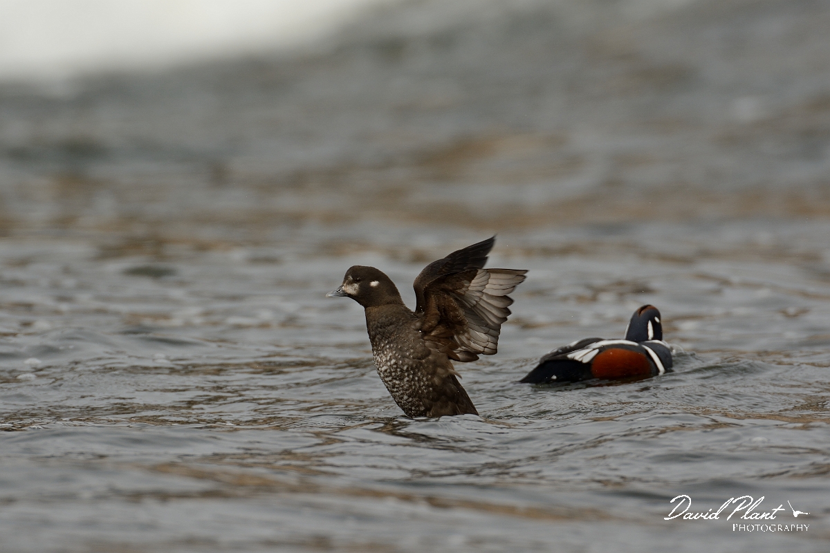 David Plant Photography - Wildlife Photography - Harlequin duck - F.jpg - Harlequin duck - Halibut Point, MA