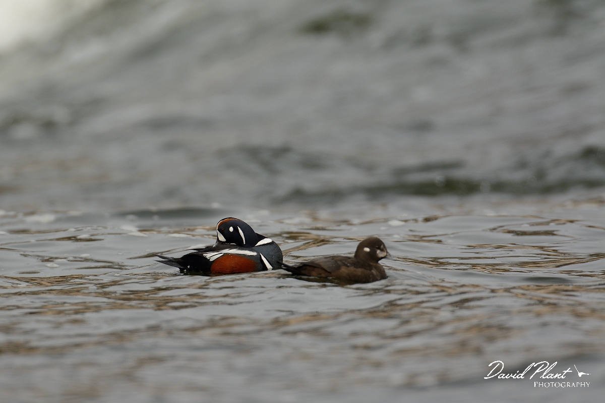 David Plant Photography - Wildlife Photography - Harlequin duck - G.jpg - Harlequin duck - Halibut Point, MA
