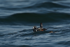 David Plant Photography - Wildlife Photography - Harlequin duck - B
