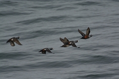 David Plant Photography - Wildlife Photography - Harlequin duck - C
