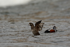 David Plant Photography - Wildlife Photography - Harlequin duck - F