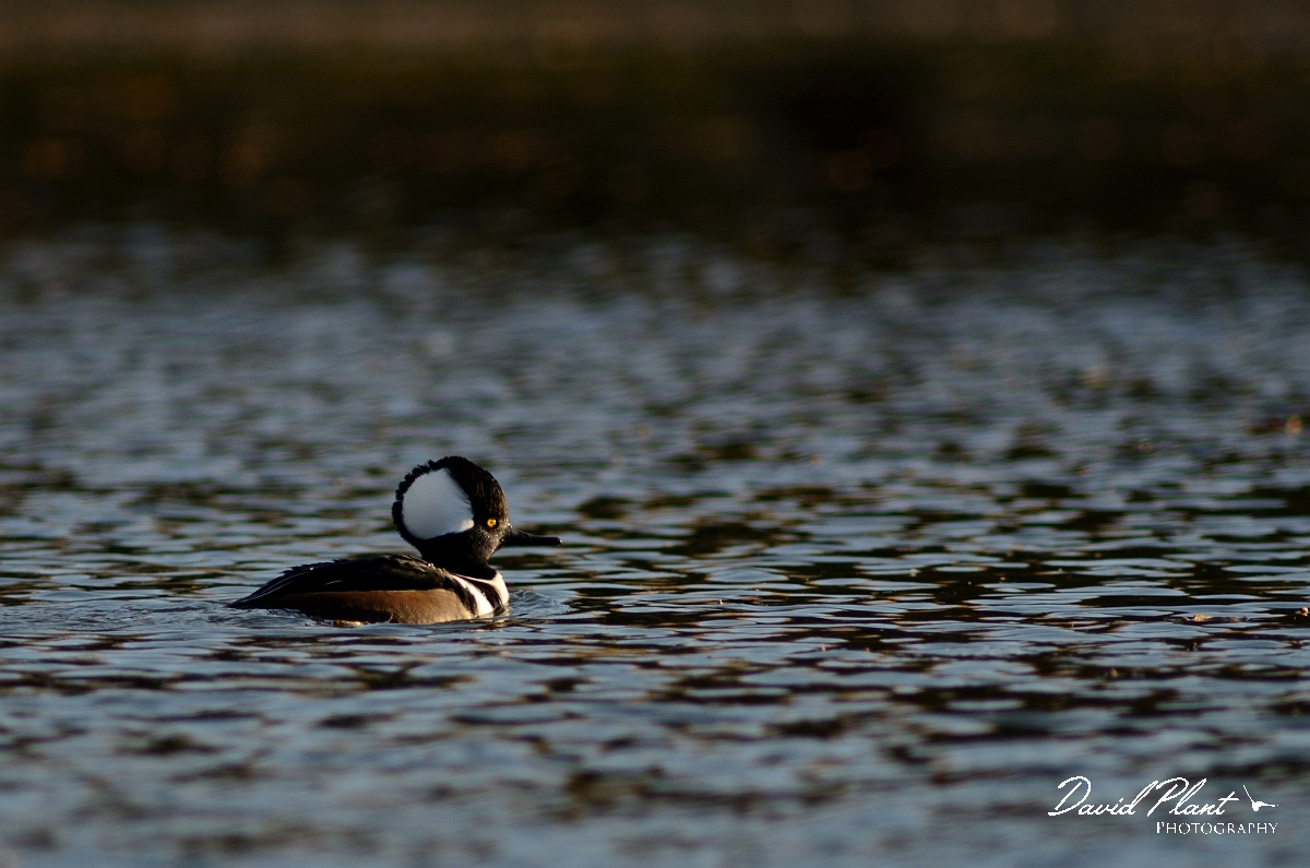 David Plant Photography - Wildlife Photography - Hooded merganser - A.jpg - Hooded merganser, male - Forest Hill Cemetery, Boston, MA