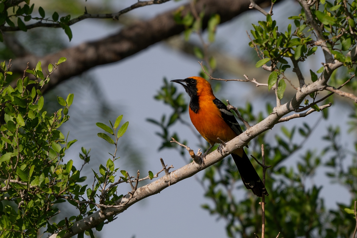 DPPhotography - Texas - Hooded oriole - B.jpg - Hooded oriole - Estero Llano Grande State Park, Texas