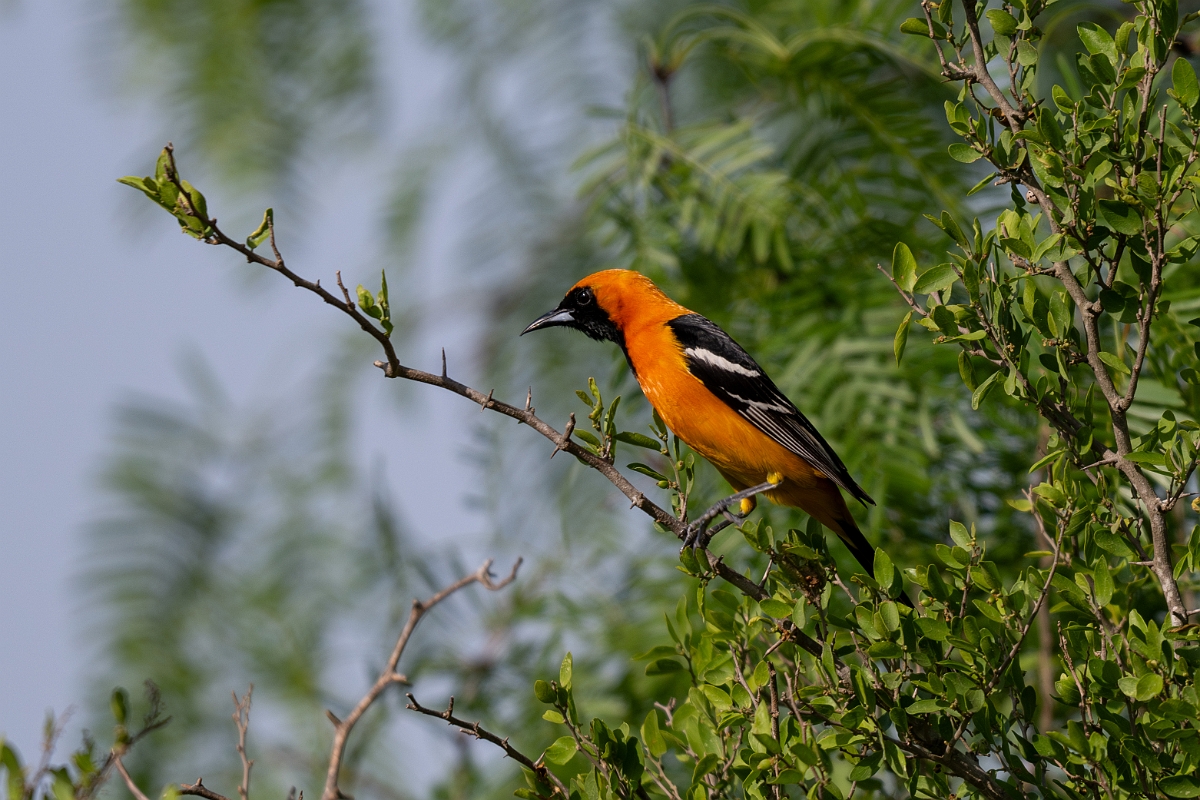 DPPhotography - Texas - Hooded oriole - C.jpg - Hooded oriole - Estero Llano Grande State Park, Texas