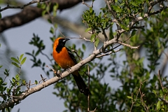 DPPhotography - Texas - Hooded oriole - A