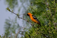 DPPhotography - Texas - Hooded oriole - C