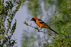 DPPhotography - Texas - Hooded oriole - D