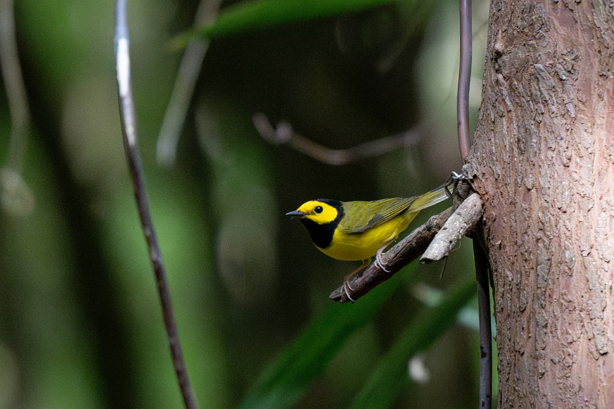 DPPhotography - Texas - Hooded warbler - A.jpg - Hooded warbler - Smith Oaks, High Island, Texas