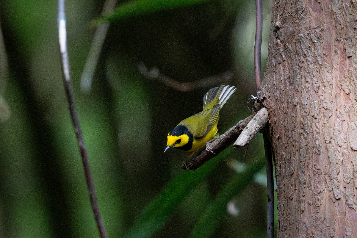 DPPhotography - Texas - Hooded warbler - B.jpg - Hooded warbler - Smith Oaks, High Island, Texas