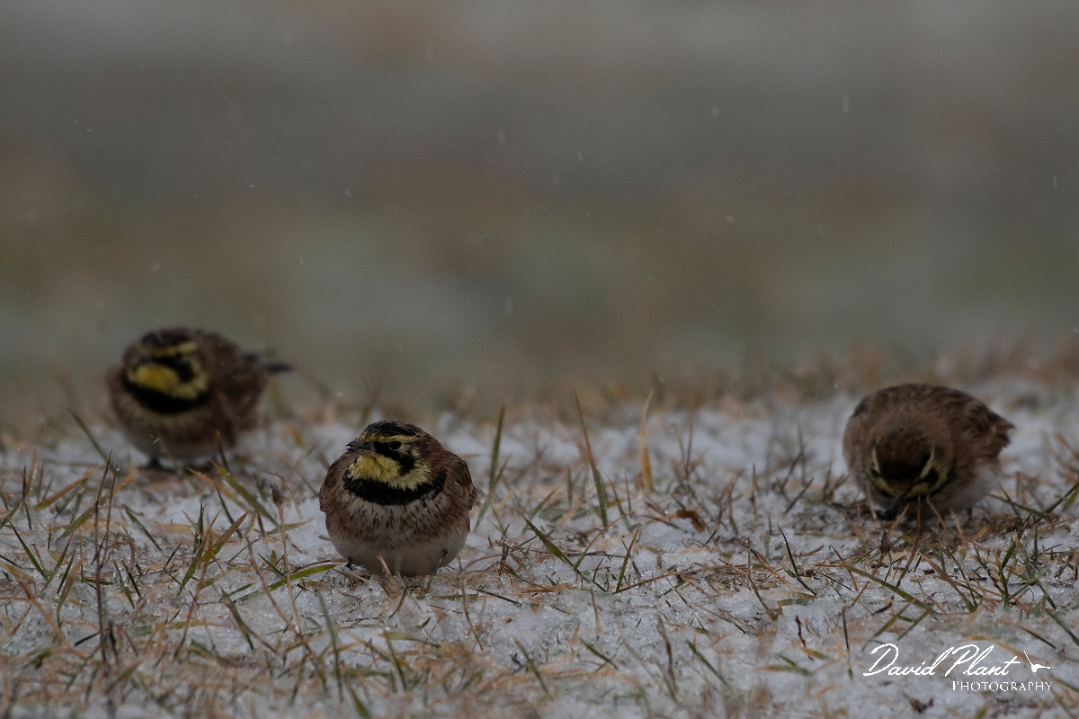 David Plant Photography - Wildlife Photography - Horned lark - B.jpg - Horned lark - Salisbury Beach, MA