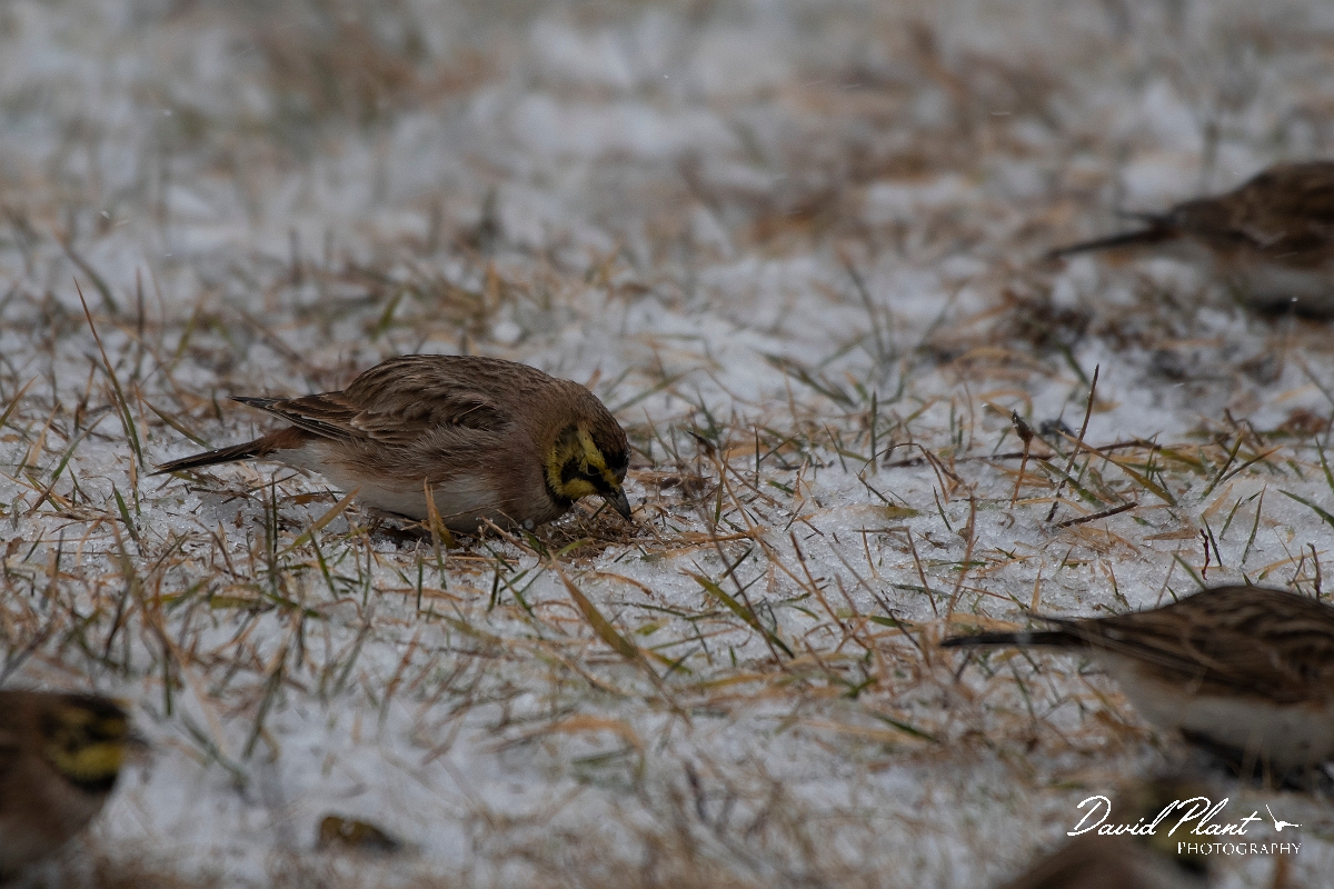 David Plant Photography - Wildlife Photography - Horned lark - C.jpg - Horned lark - Salisbury Beach, MA